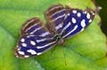 214 Fleck-Schillerfalter - Myscelia cyaniris